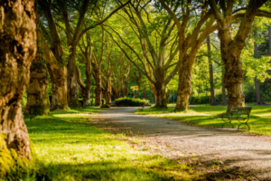 park